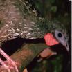 Guans Chachalacas And Curassows